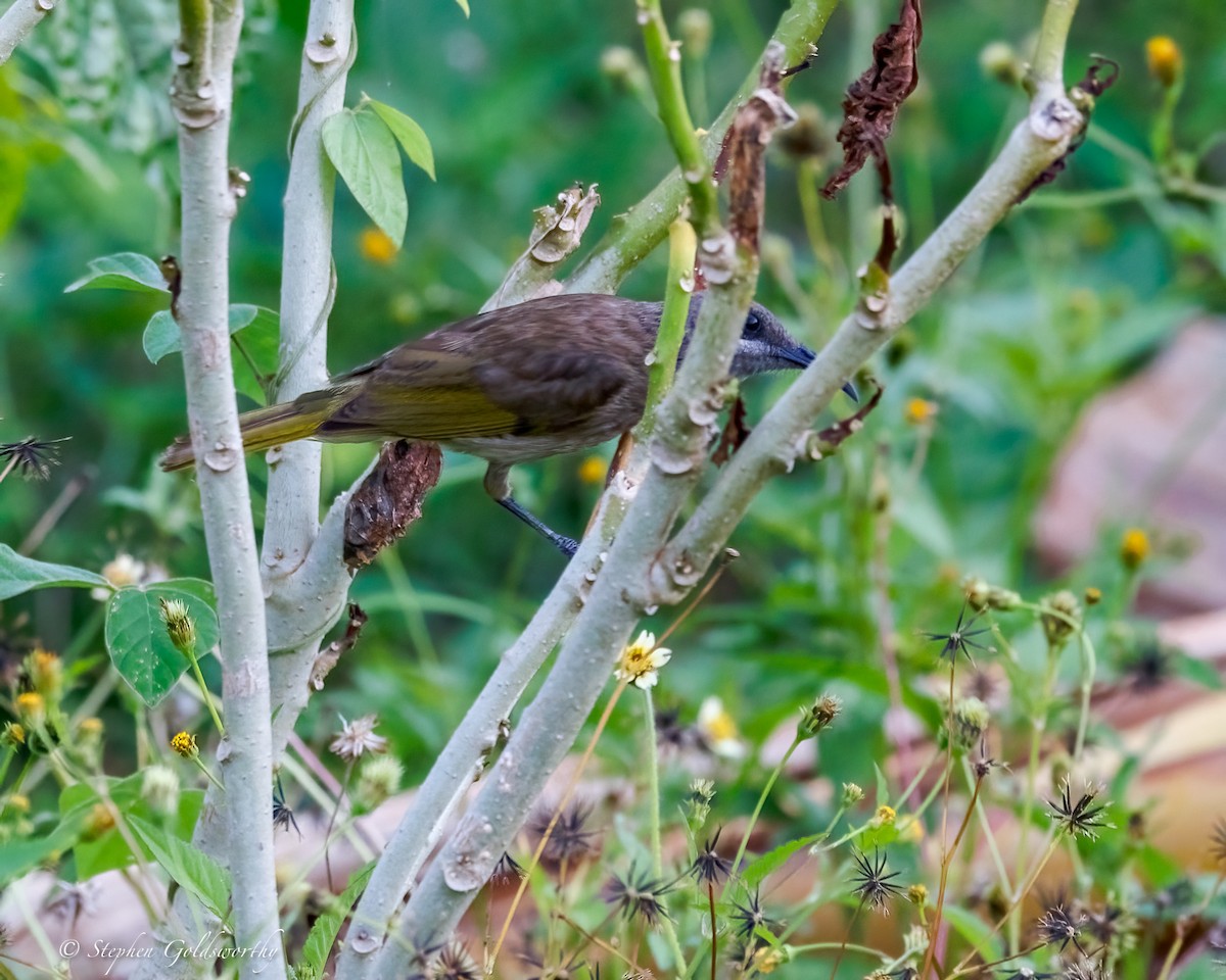 Dark-brown Honeyeater - ML642400966