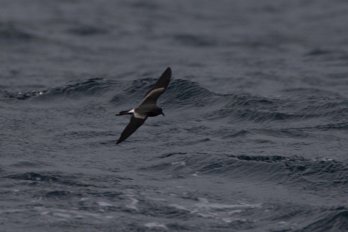 Leach's Storm-Petrel - ML642400969