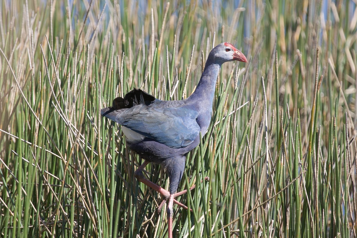 Gray-headed Swamphen - ML642400970