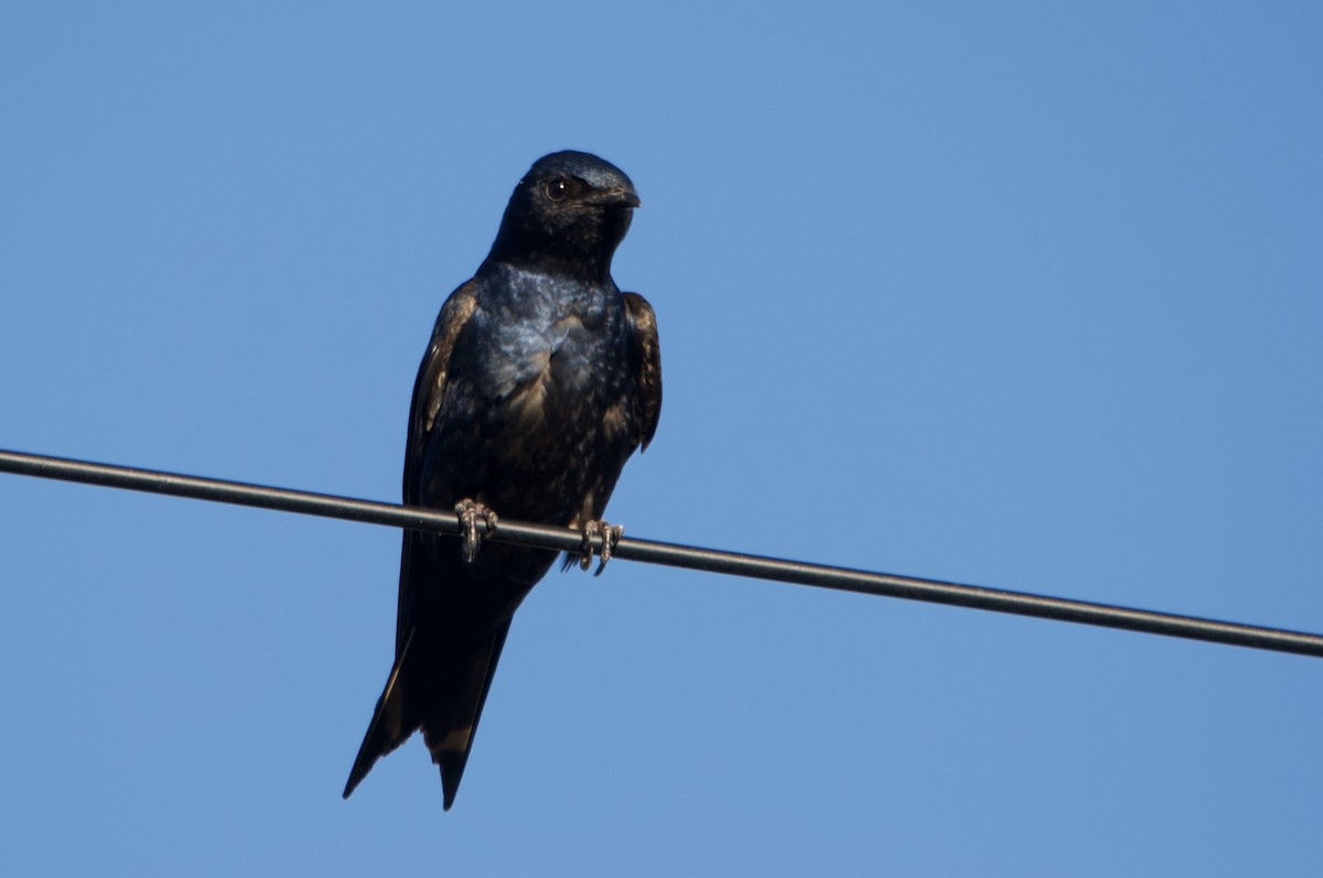 Purple Martin - ML642400977