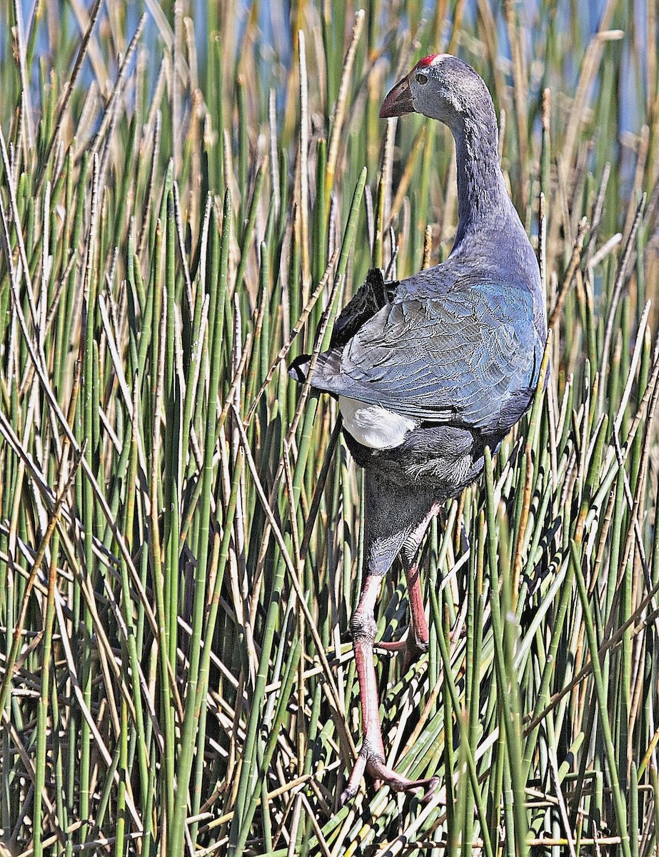 Gray-headed Swamphen - ML642400982