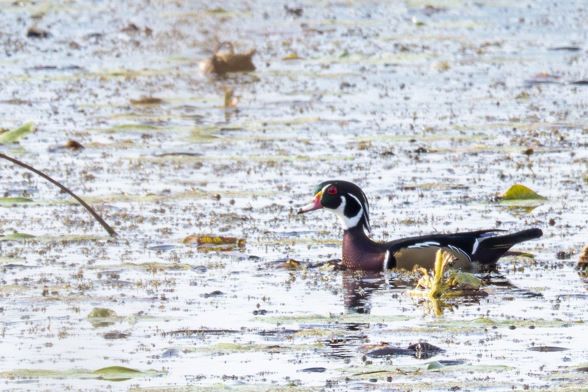 Wood Duck - ML642400989