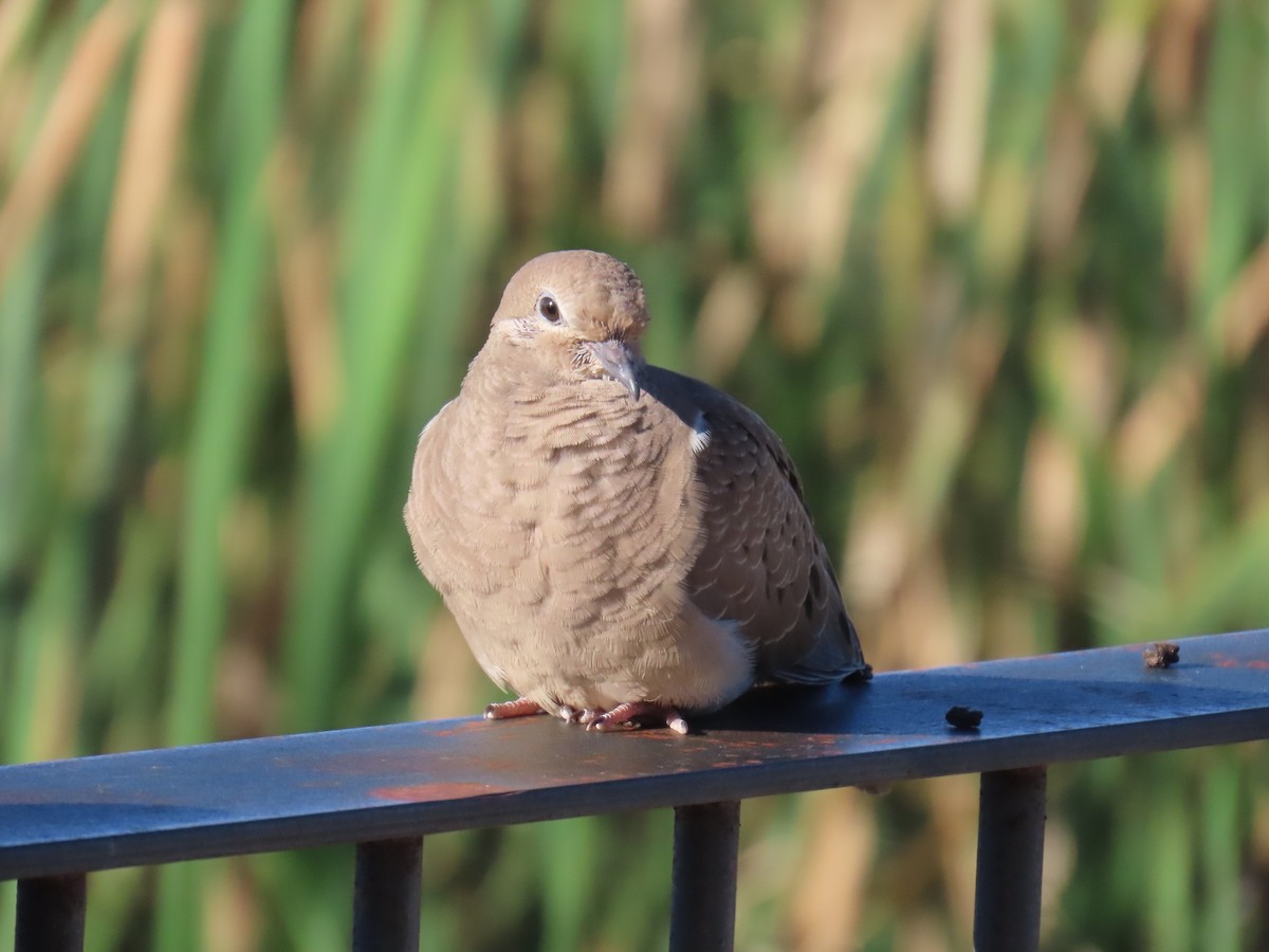 Mourning Dove - ML642400993