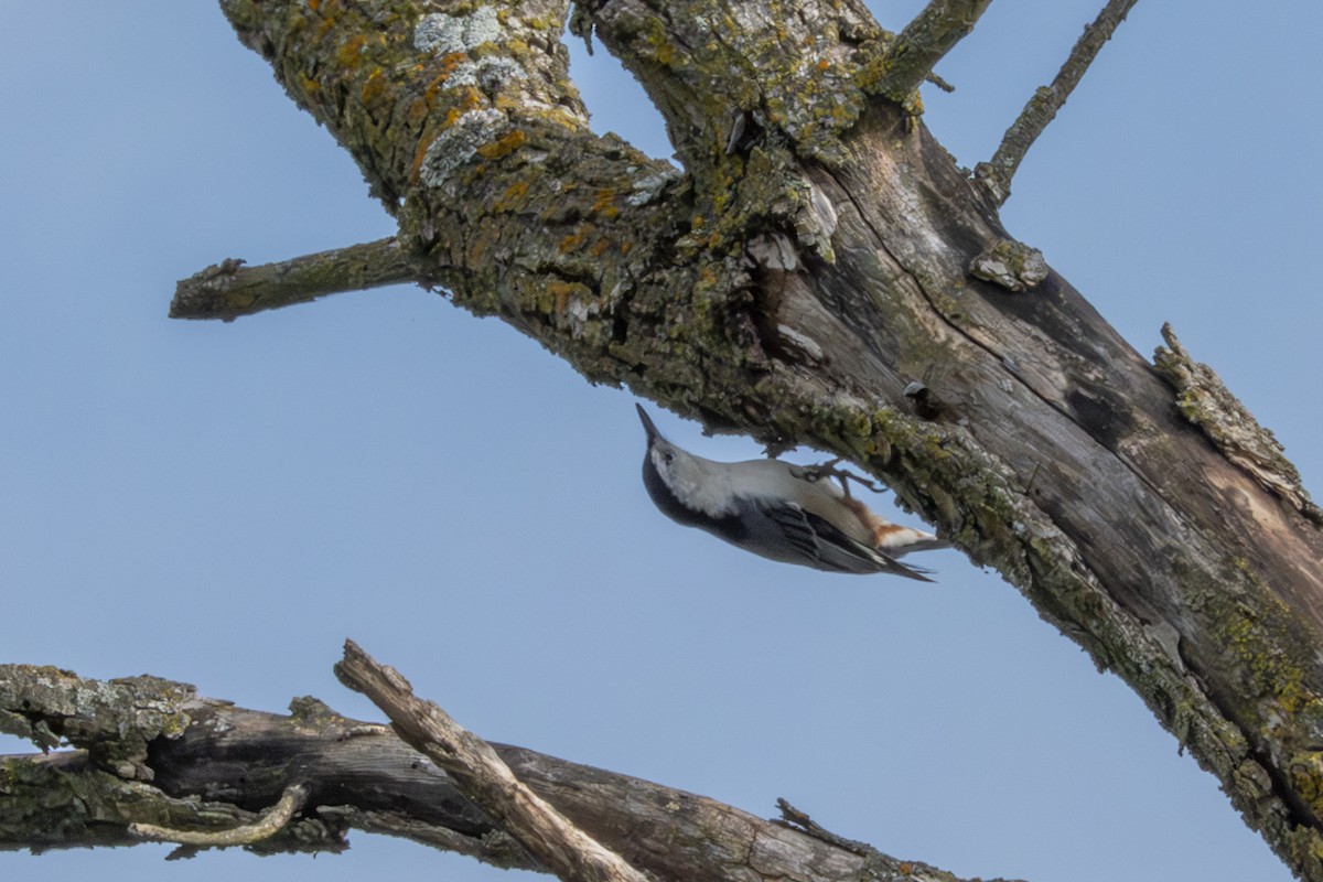 White-breasted Nuthatch - ML642401014