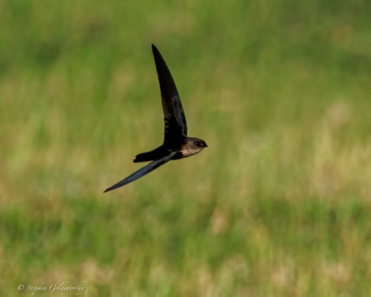 Uniform Swiftlet - ML642401022