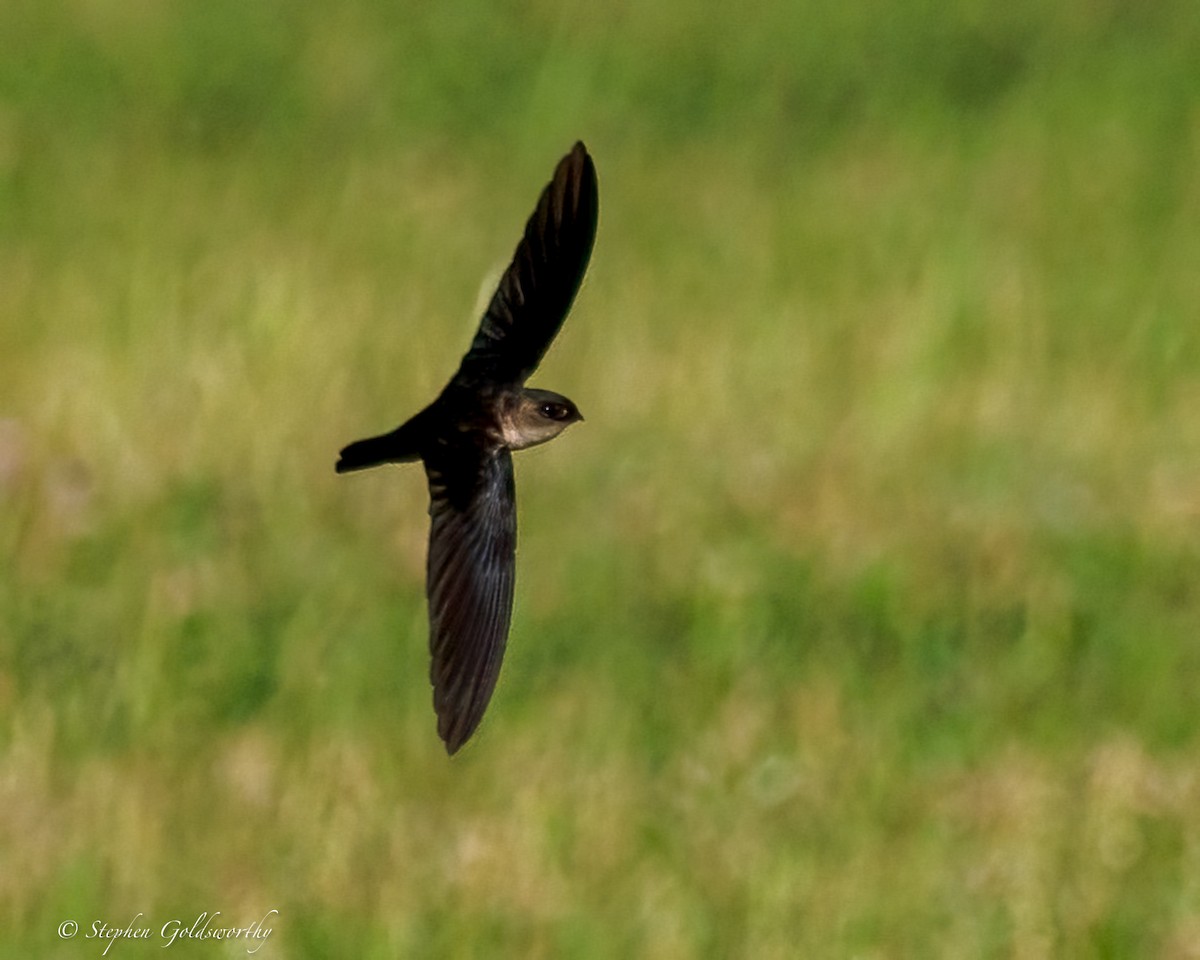 Uniform Swiftlet - ML642401023