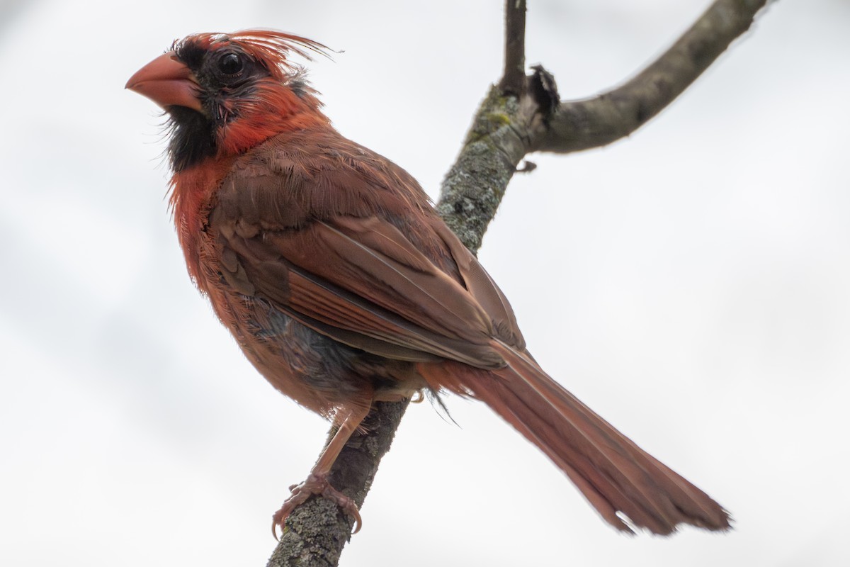 Northern Cardinal - ML642401027
