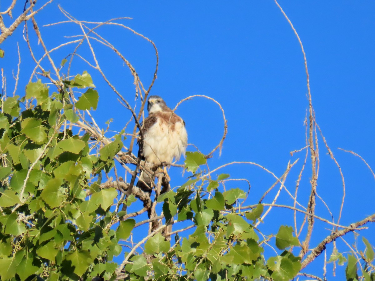 Swainson's Hawk - ML642401029
