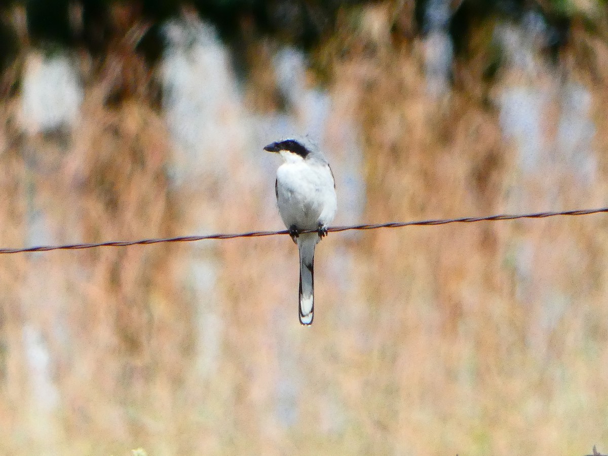 Loggerhead Shrike - ML642401031