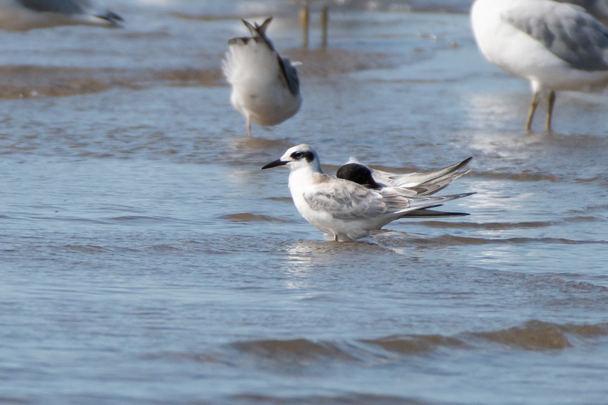 Forster's Tern - ML642401037