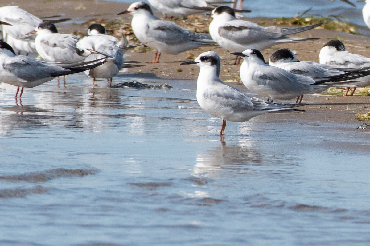 Forster's Tern - ML642401038