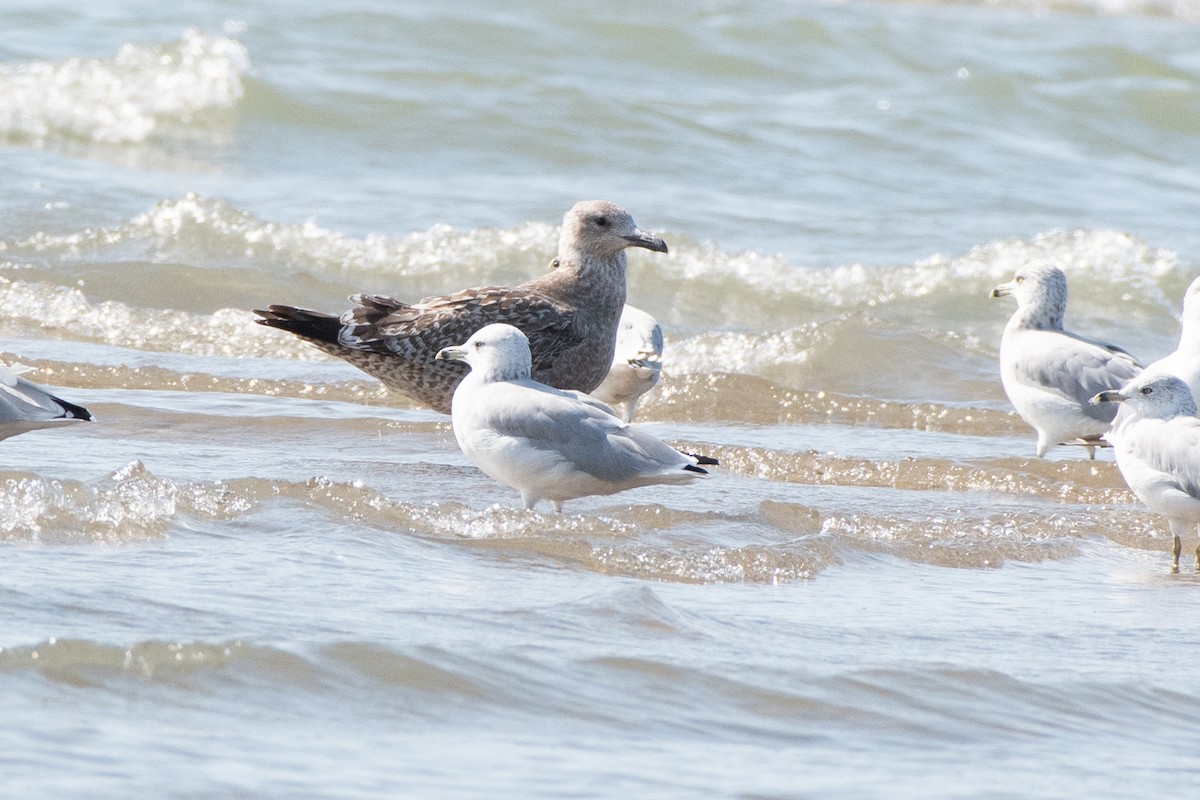 American Herring Gull - ML642401045