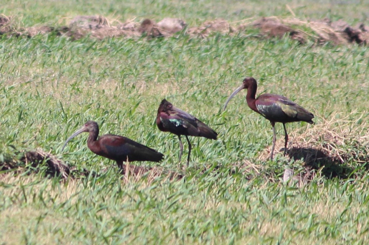 hvitgrimeibis - ML642401058