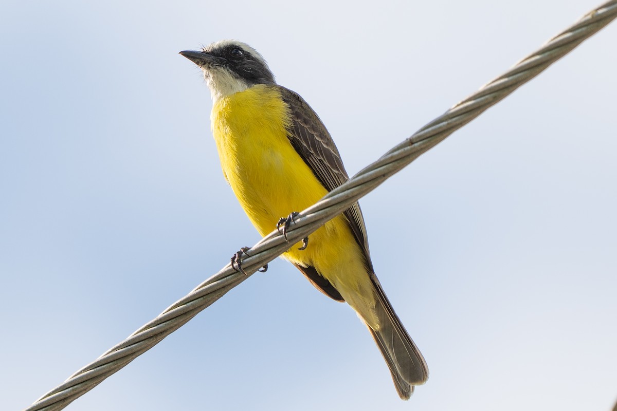 Social Flycatcher - ML642401067