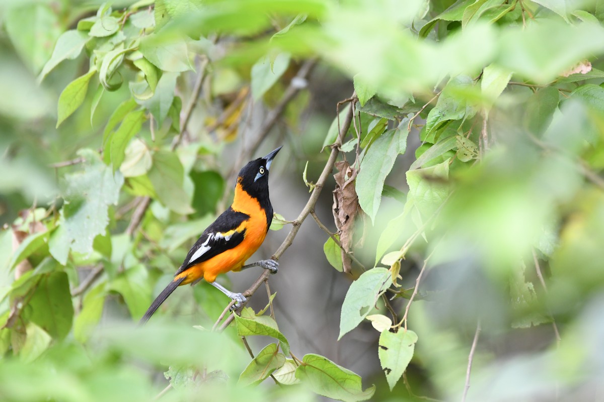 Venezuelan Troupial - ML642401133