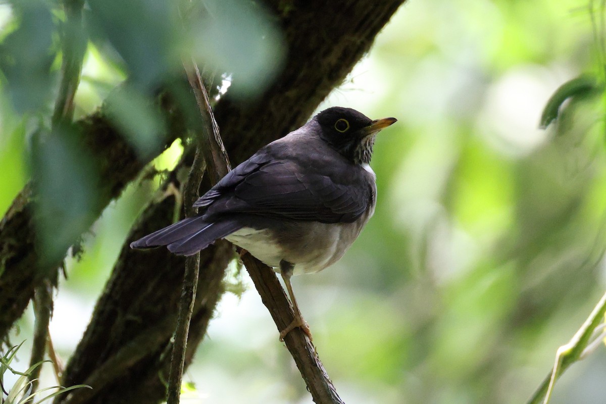White-throated Thrush - ML642401150