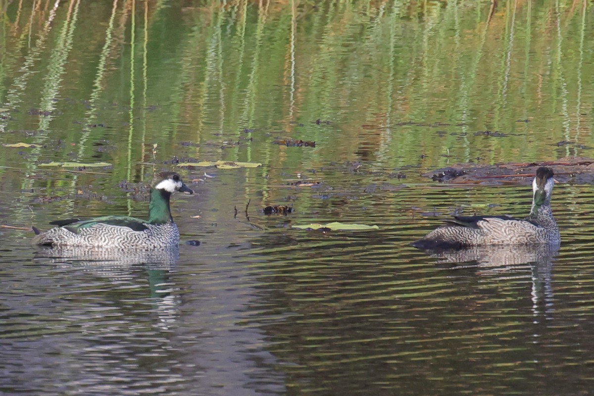 Green Pygmy-Goose - ML642401152