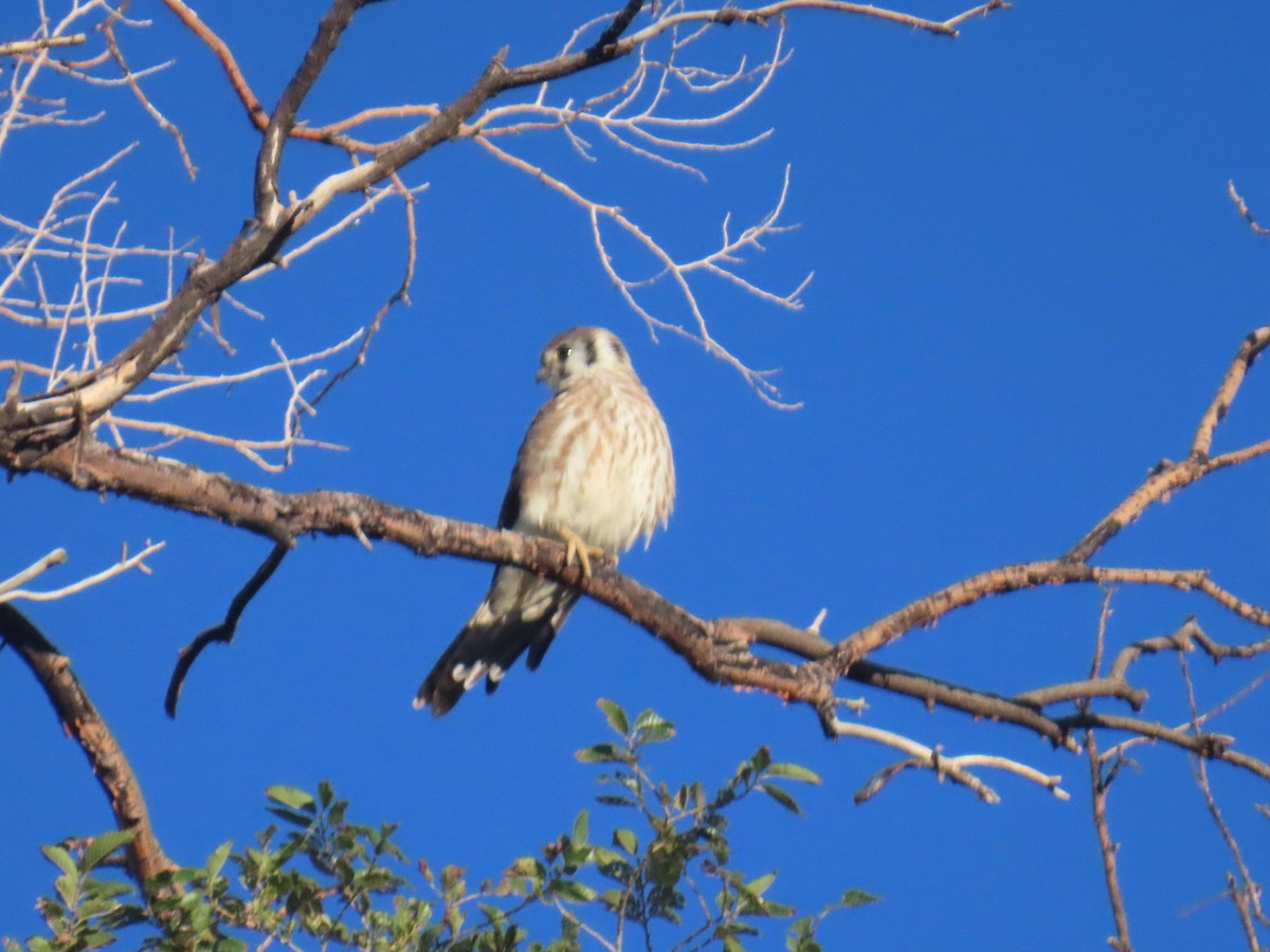 American Kestrel - ML642401155