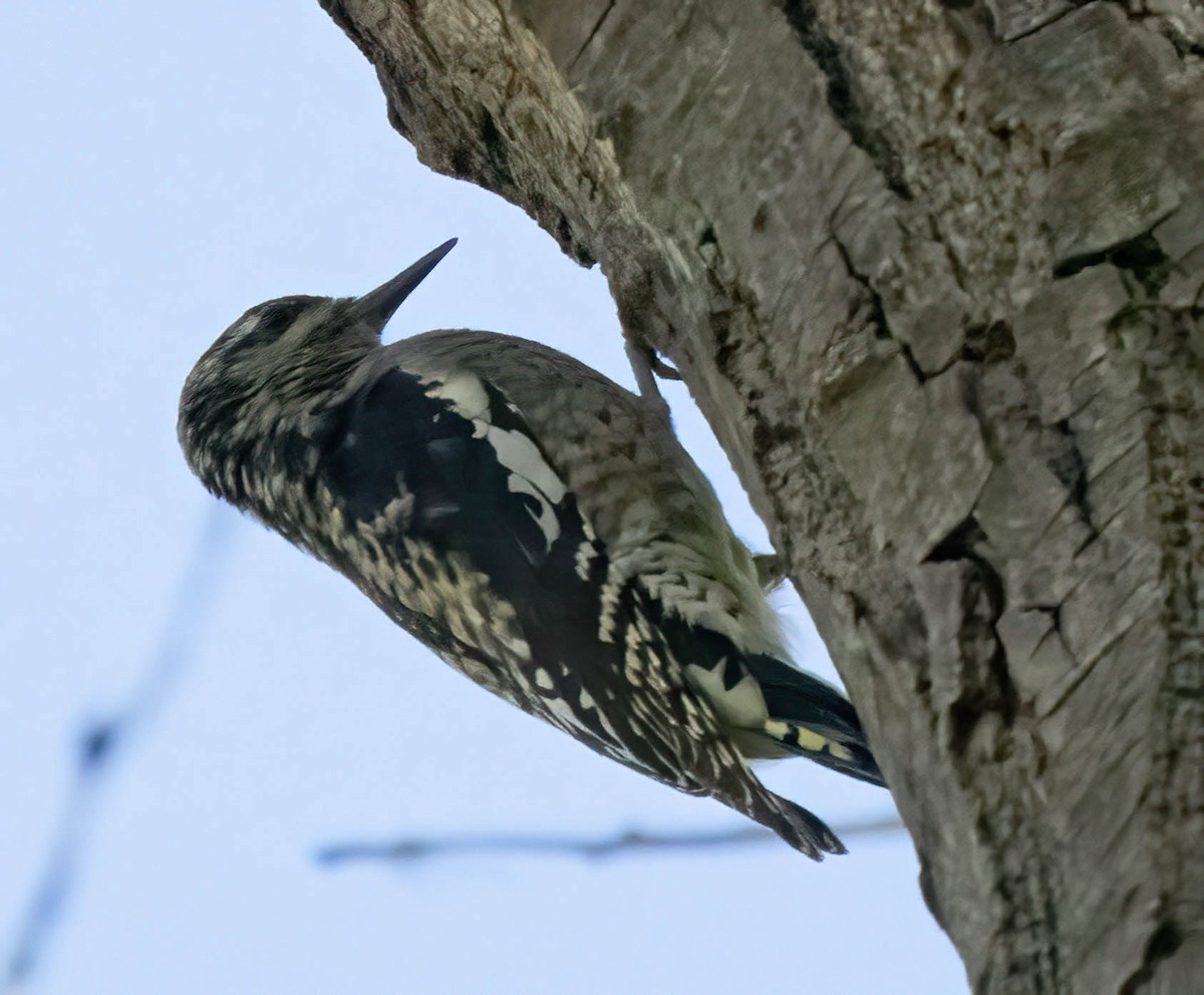 Red-naped Sapsucker - ML642401159