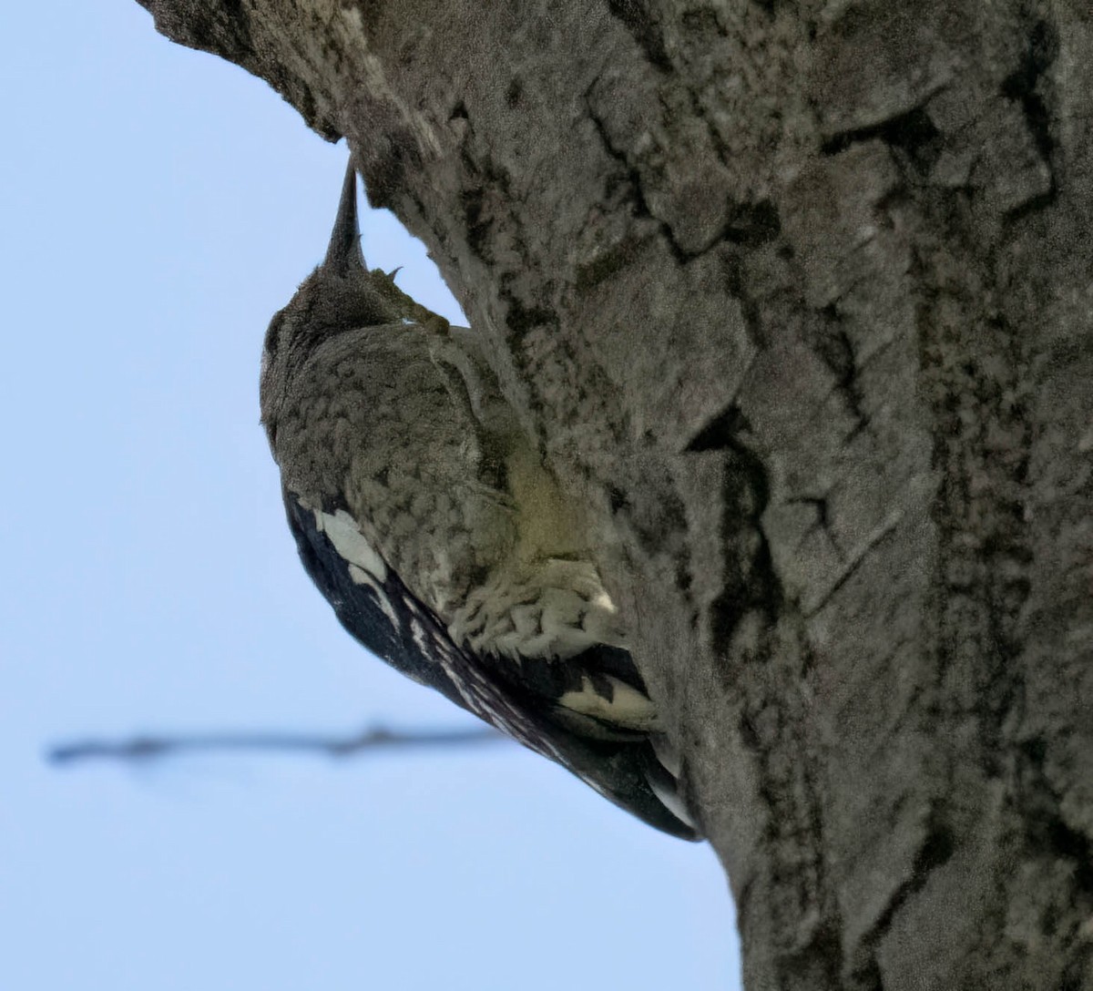 Red-naped Sapsucker - ML642401161