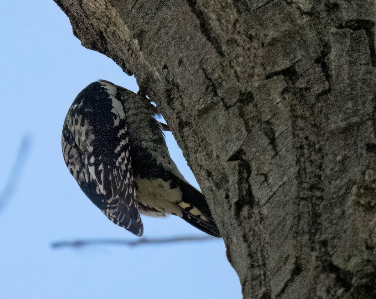 Red-naped Sapsucker - ML642401162