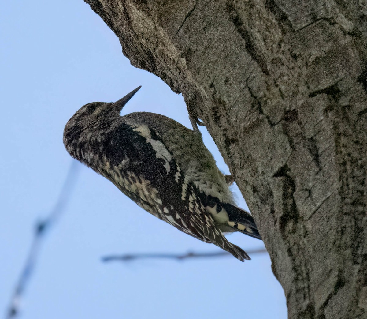 Red-naped Sapsucker - ML642401163