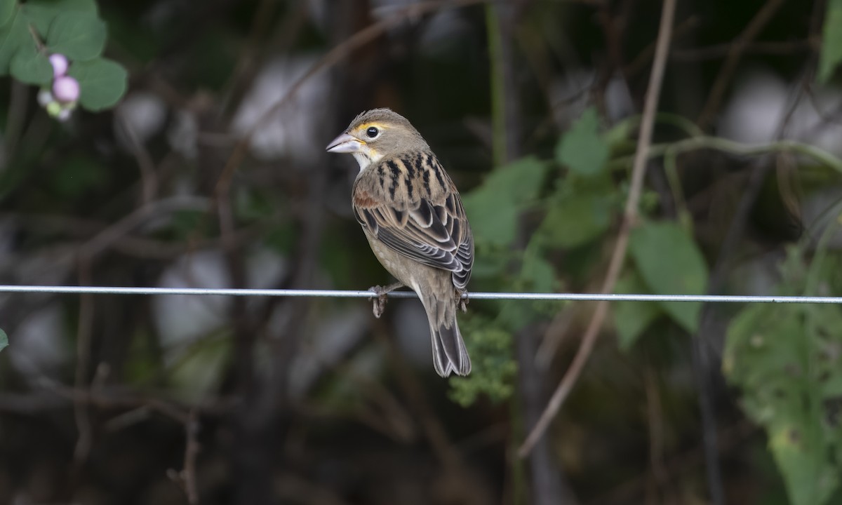 Dickcissel d'Amérique - ML642401181