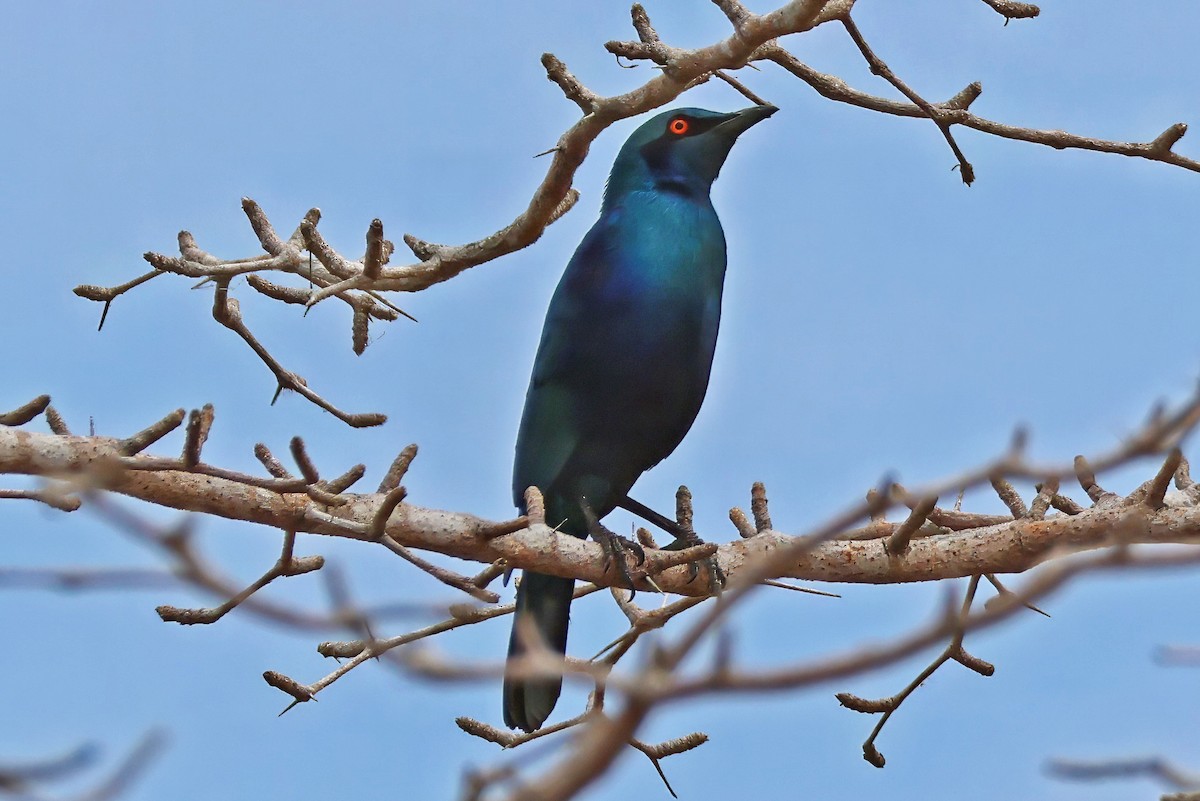 Greater Blue-eared Starling - ML642401240