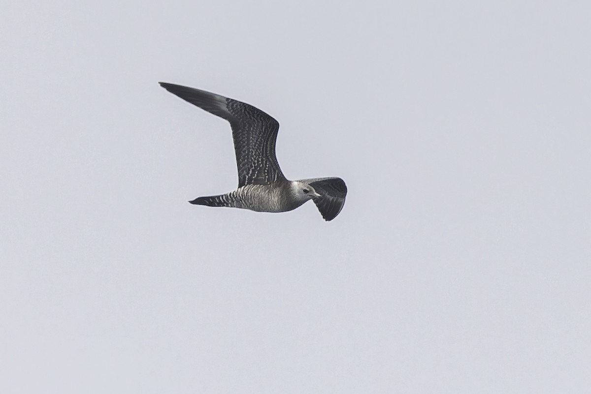 Long-tailed Jaeger - ML642401255
