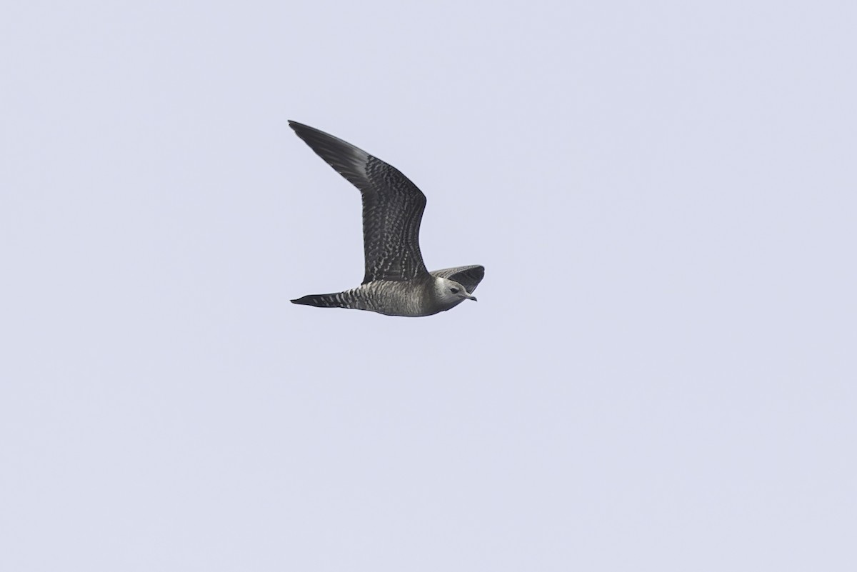 Long-tailed Jaeger - ML642401256