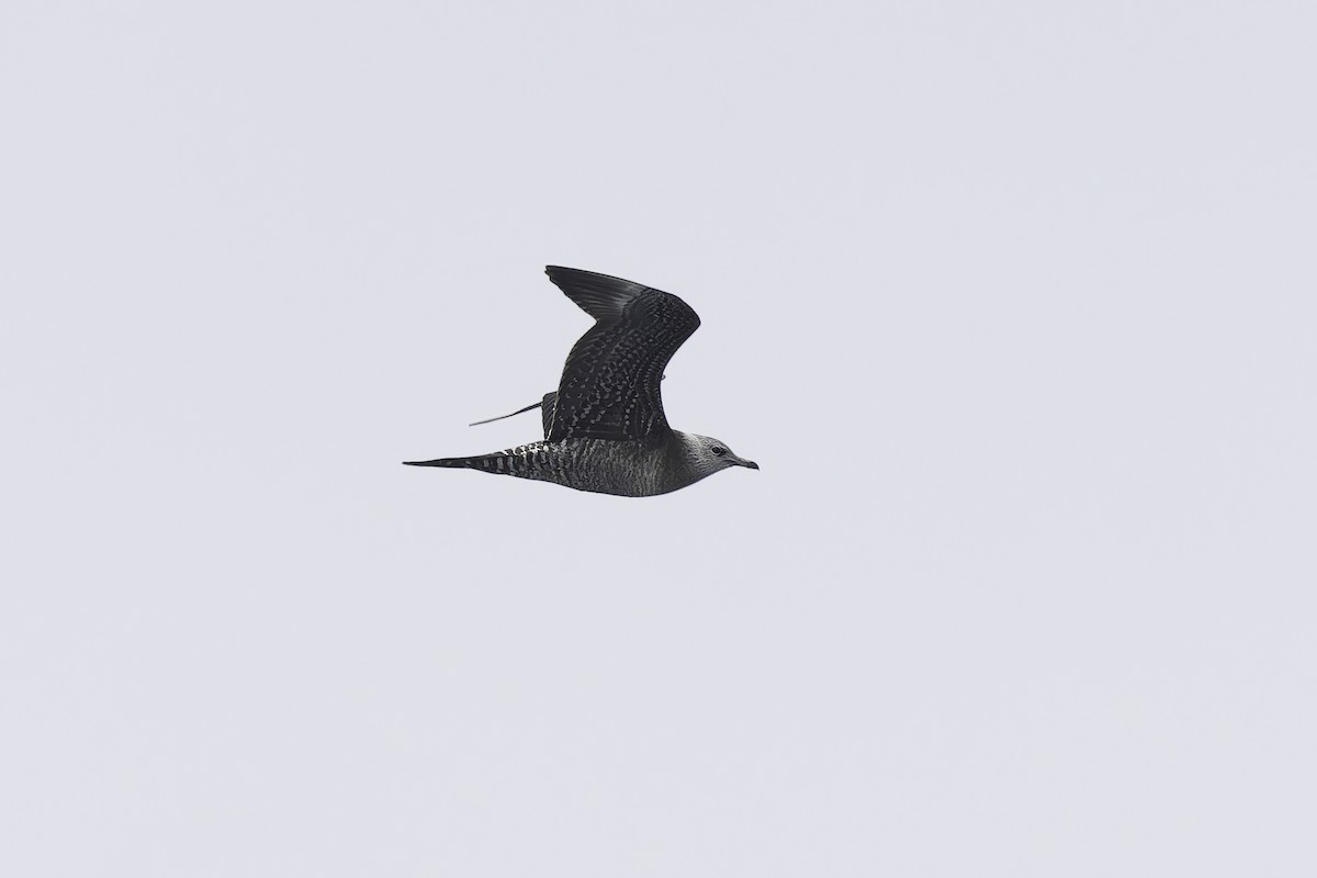 Long-tailed Jaeger - ML642401259