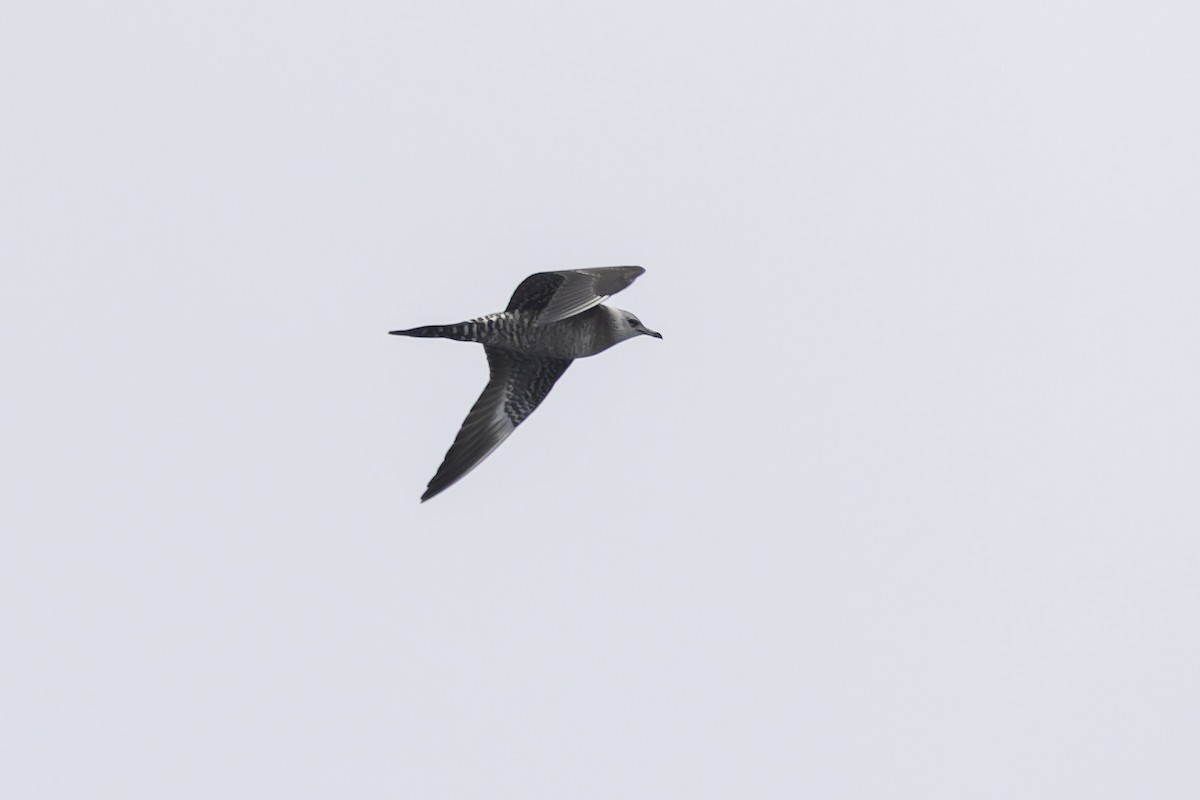 Long-tailed Jaeger - ML642401261