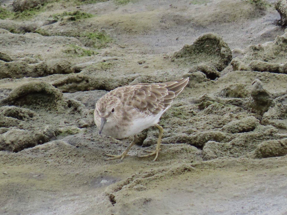 Least Sandpiper - ML642401273