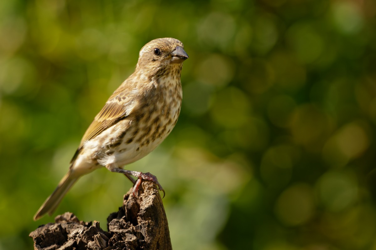 House/Purple Finch - ML642401303