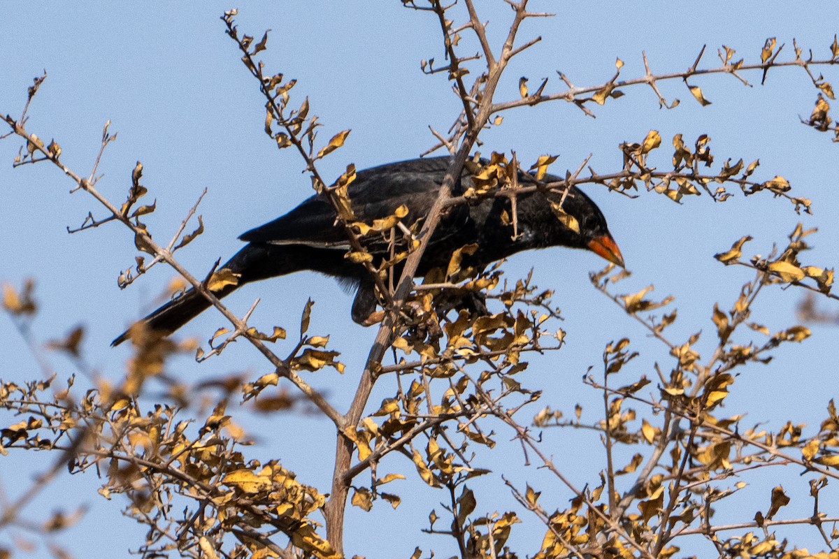 Red-billed Buffalo-Weaver - ML642401307