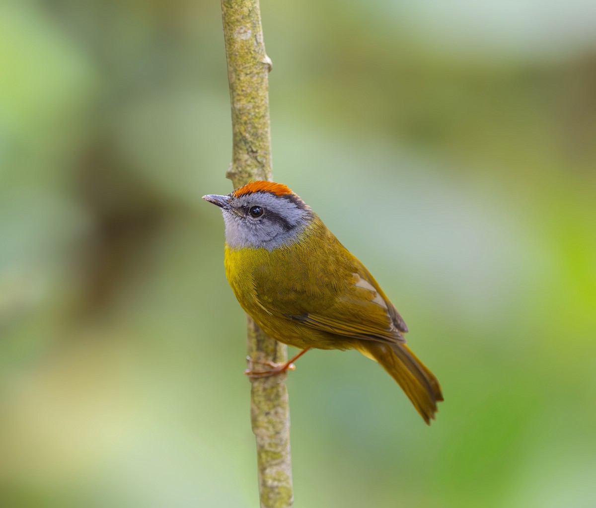 Russet-crowned Warbler - ML642401329