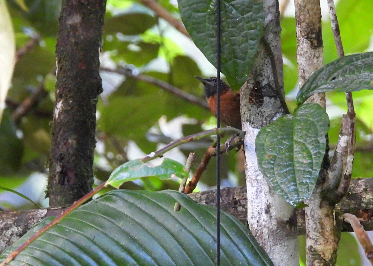 Sooty-headed Wren - ML642401332
