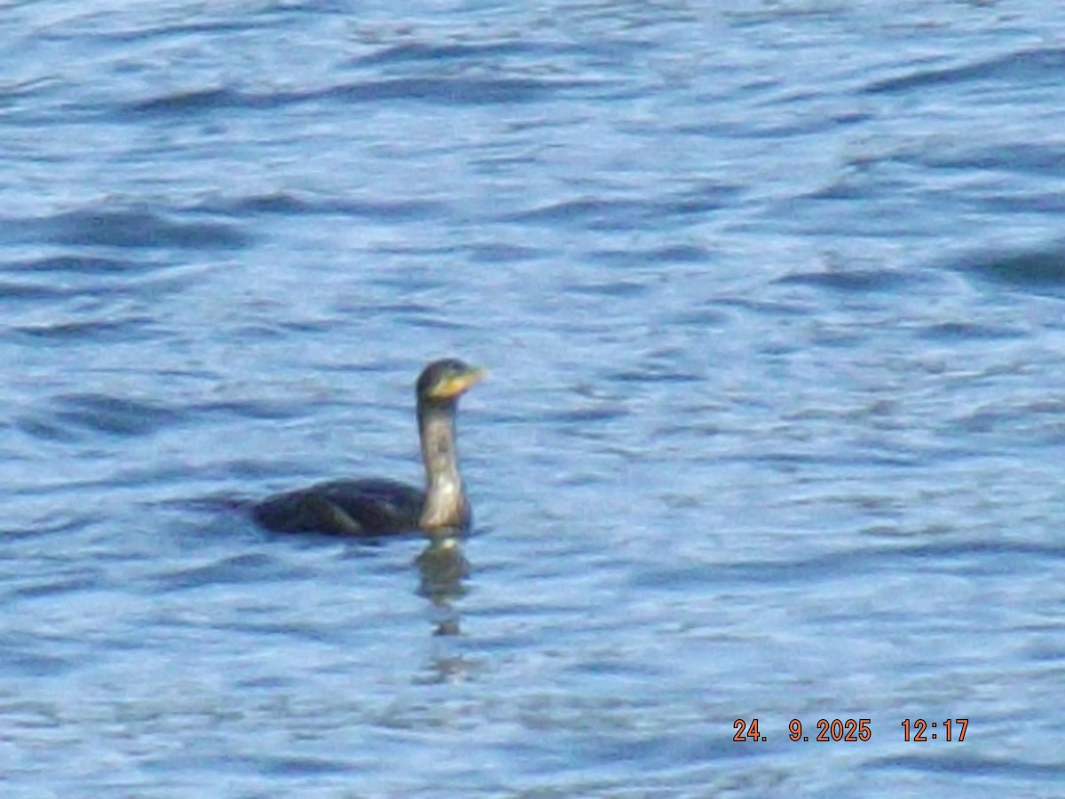 Neotropic Cormorant - ML642401336