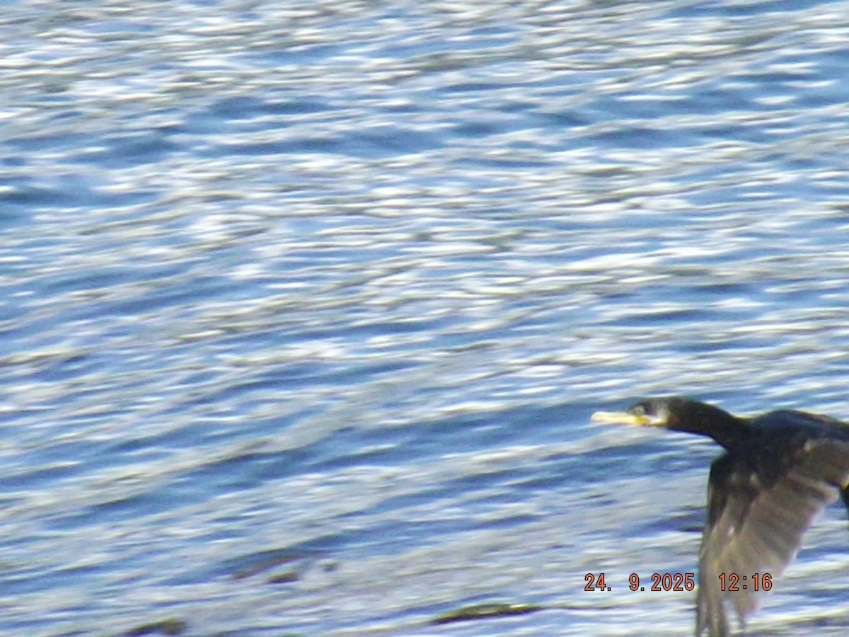 Neotropic Cormorant - ML642401337