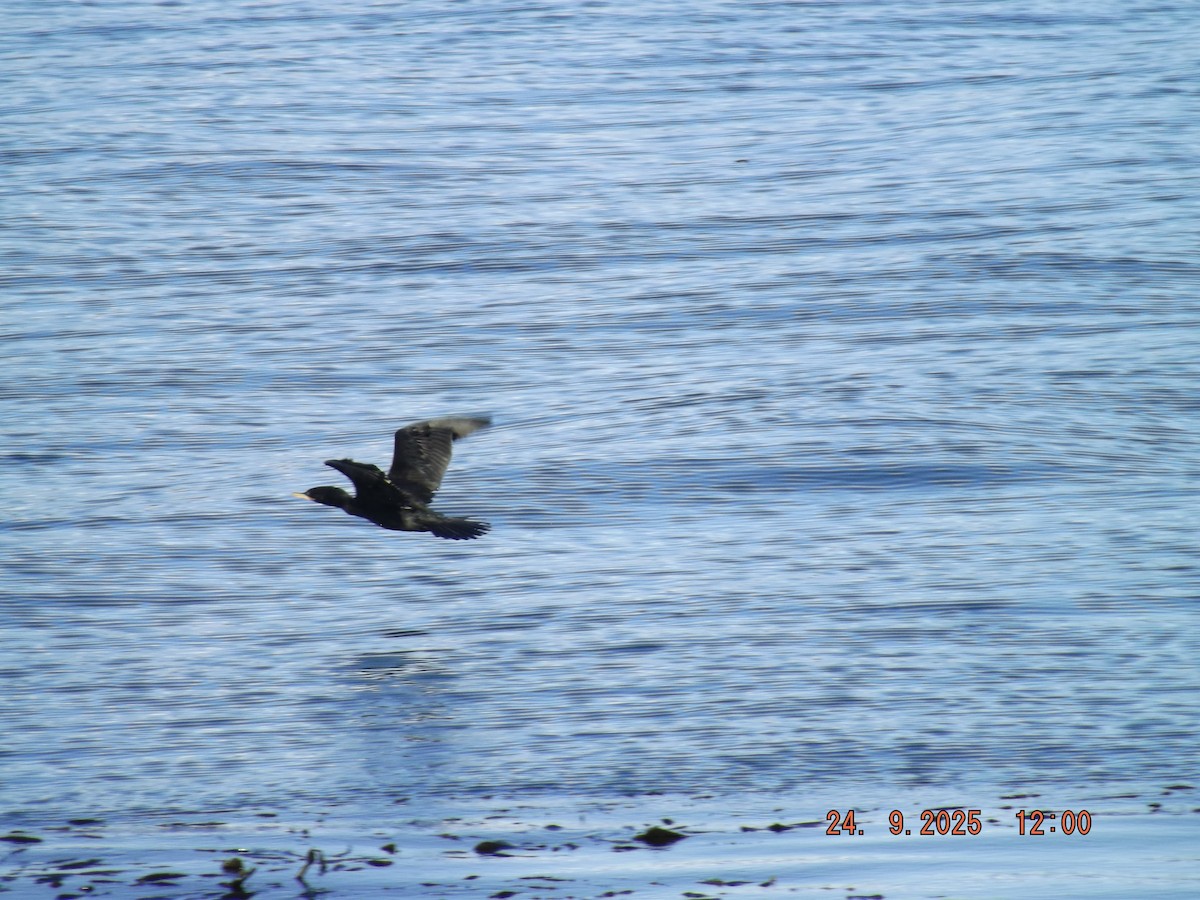 Neotropic Cormorant - ML642401338