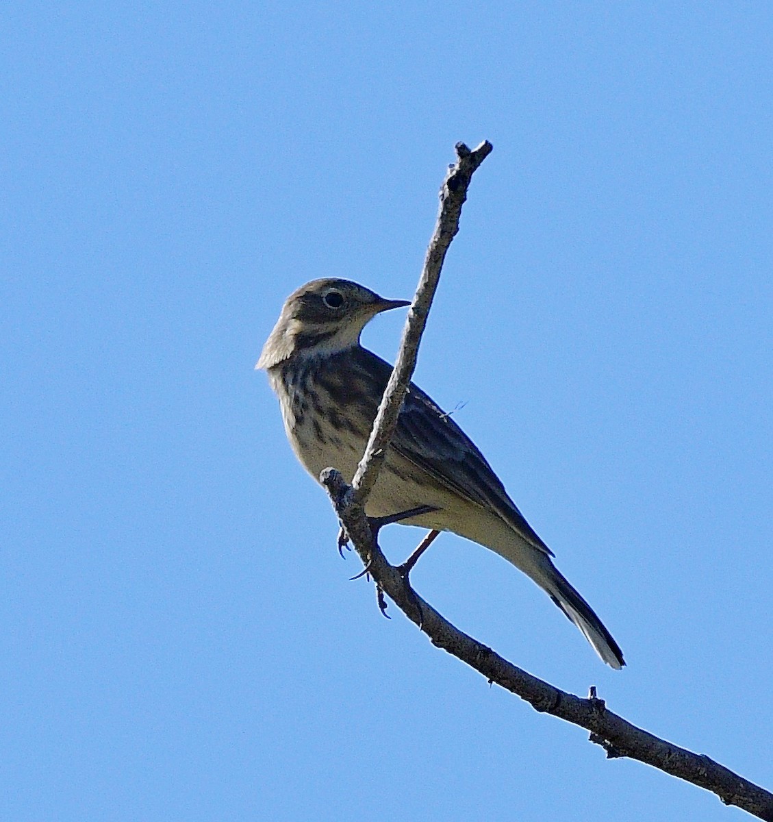 American Pipit - ML642401339