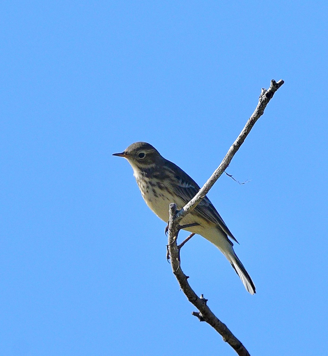 American Pipit - ML642401340