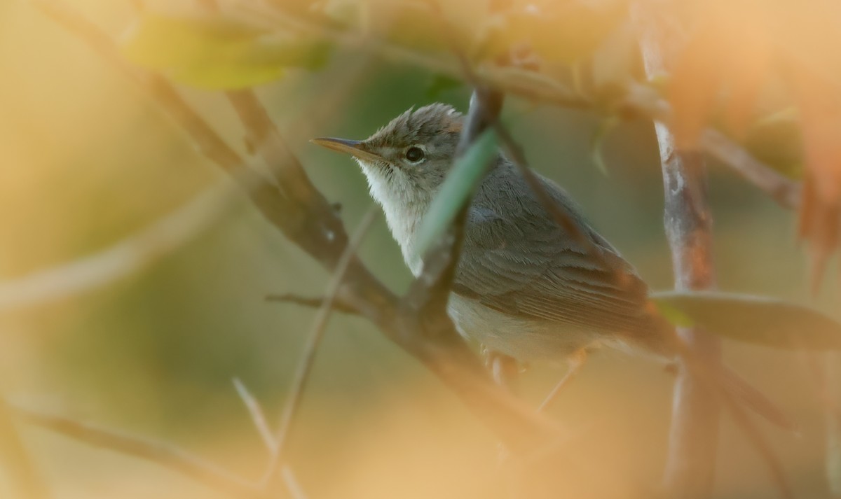 Eastern Olivaceous Warbler - ML642401342