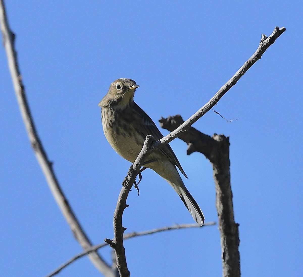 American Pipit - ML642401344