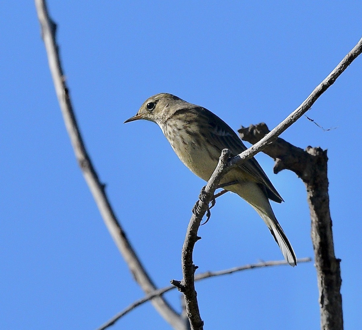 American Pipit - ML642401346