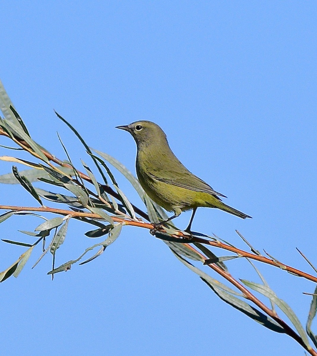 Orange-crowned Warbler - ML642401365