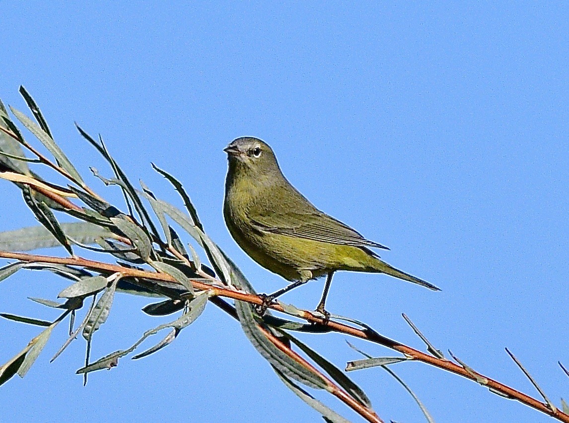Orange-crowned Warbler - ML642401368