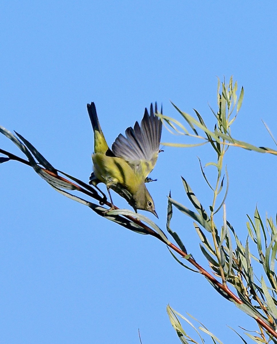 oransjekroneparula - ML642401375