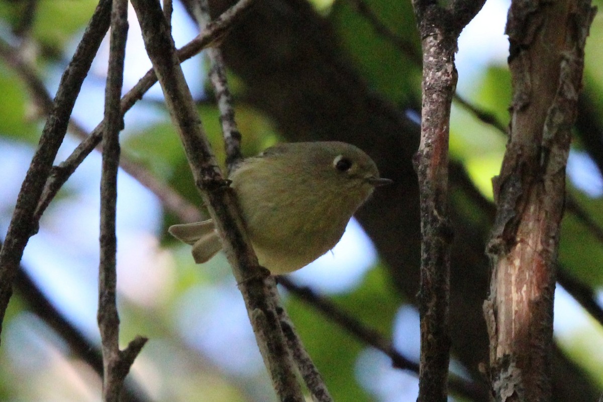 Ruby-crowned Kinglet - ML642401383
