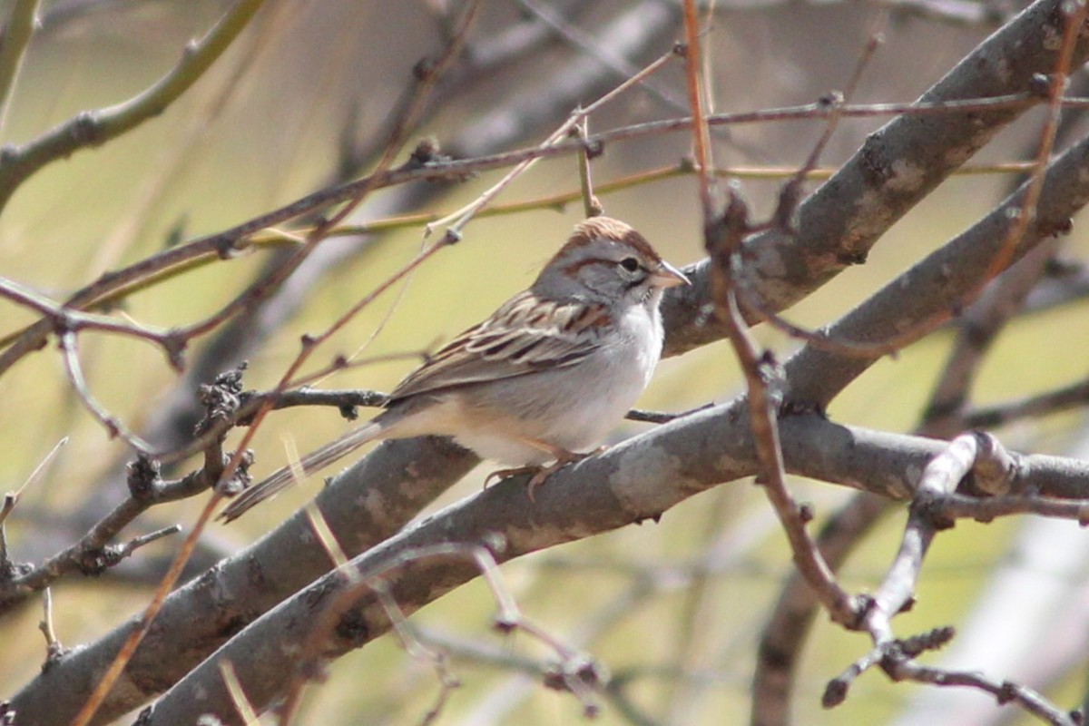 Rufous-winged Sparrow - ML642401396